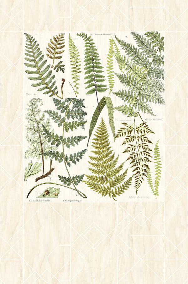 GEONATURE Wallpaper Pattern No E366102